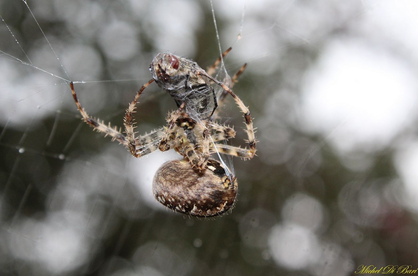 Araneus diadematus - S. Giovanni Rotondo (FG)