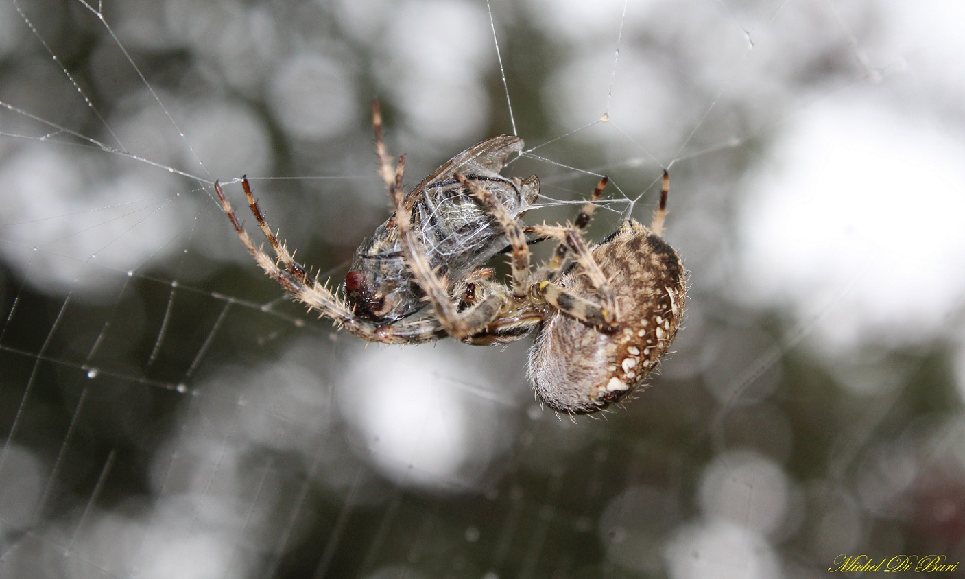 Araneus diadematus - S. Giovanni Rotondo (FG)