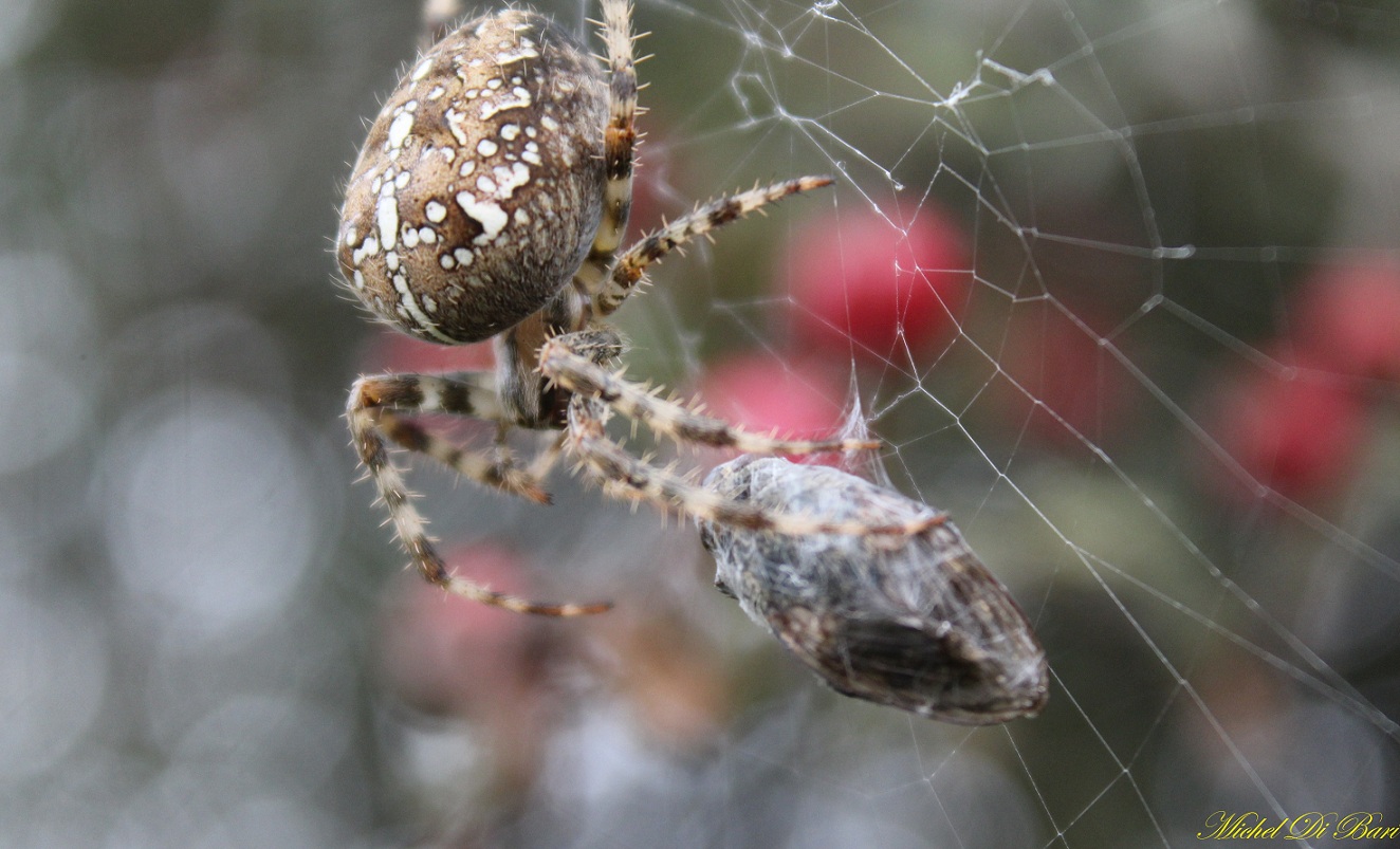 Araneus diadematus - S. Giovanni Rotondo (FG)