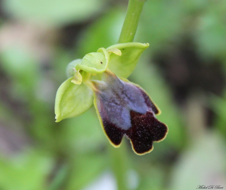 Ophrys iricolor