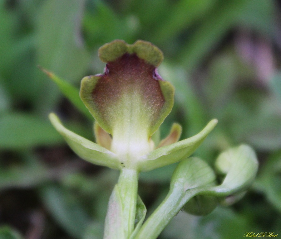 Ophrys iricolor