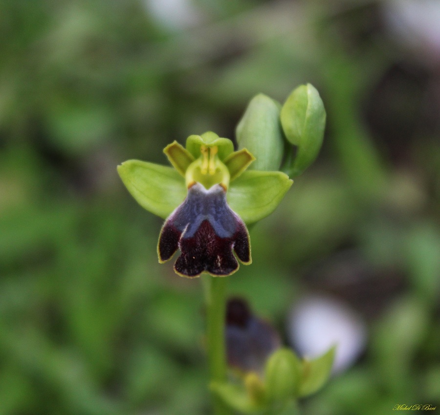 Ophrys iricolor