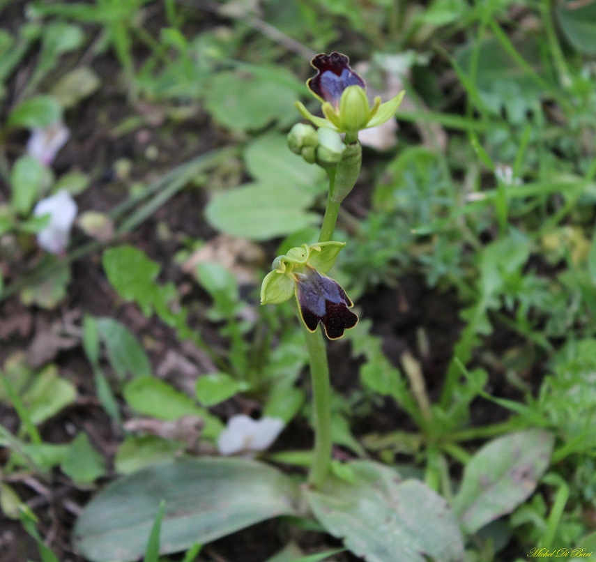 Ophrys iricolor