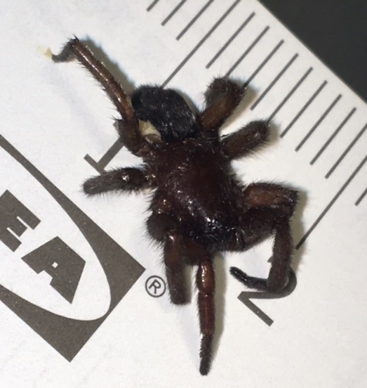 Gnaphosidae: Scotophaeus sp. - Chiuppano (VI)