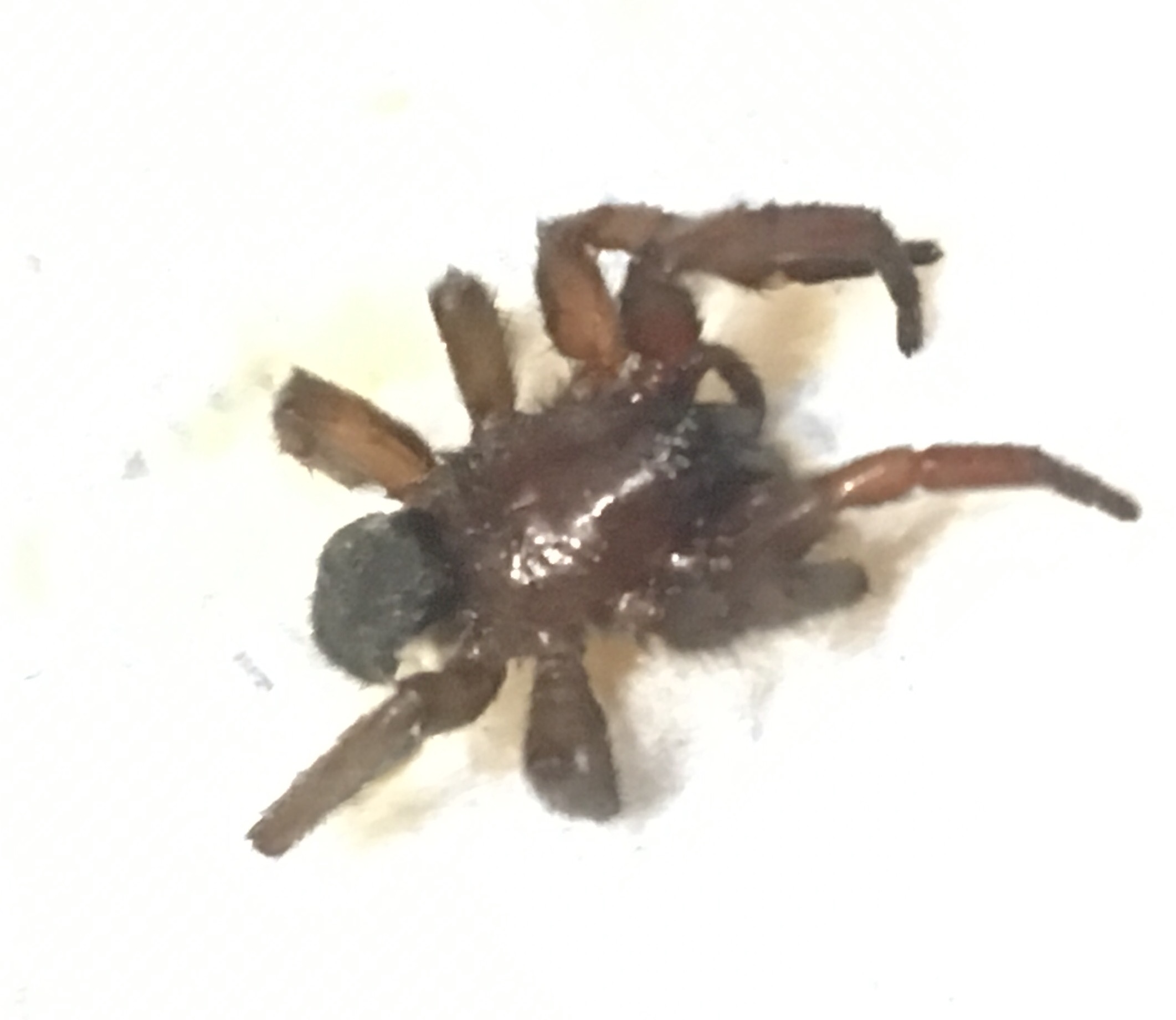 Gnaphosidae: Scotophaeus sp. - Chiuppano (VI)