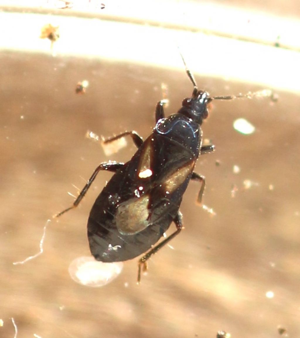 Xylocoris méditerranéen