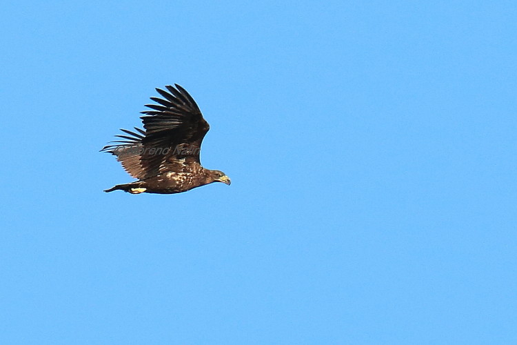 Aquila di mare ( Haliaeetus albicilla )