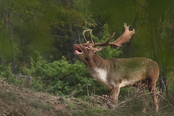 Daino: colorazione del mantello e altro...