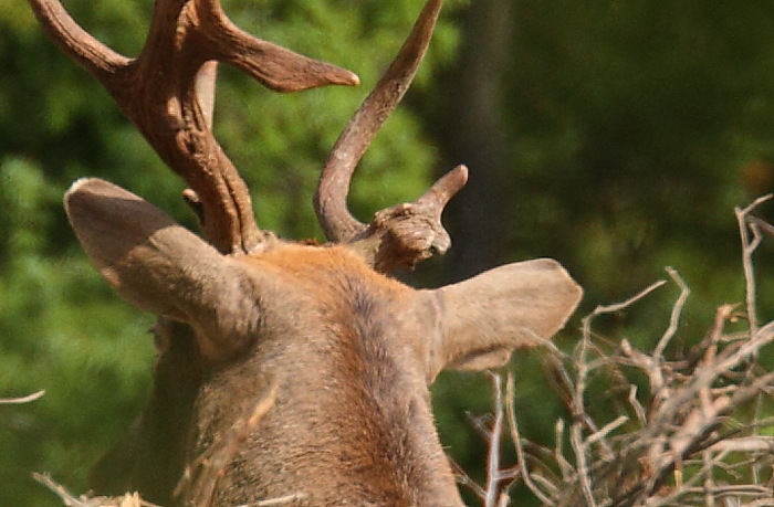 Daino: colorazione del mantello e altro...