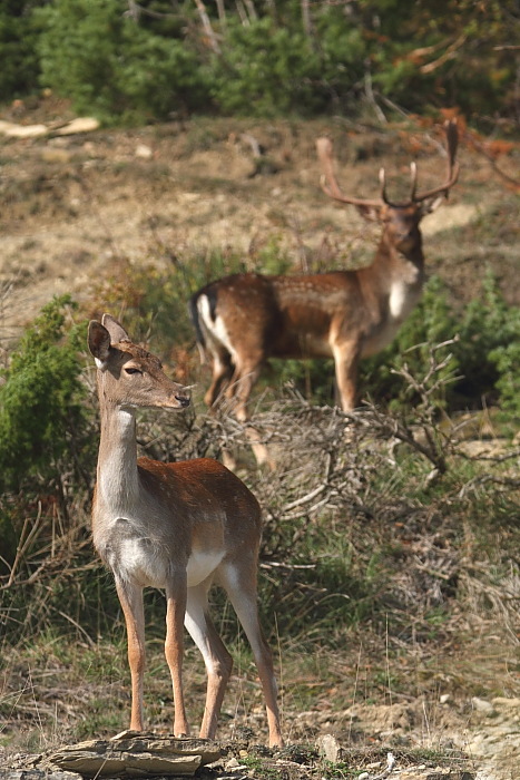 Daino: colorazione del mantello e altro...