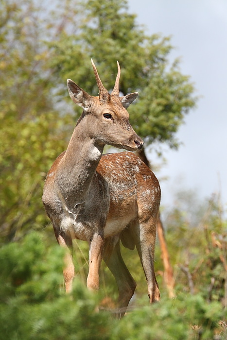 Daino: colorazione del mantello e altro...