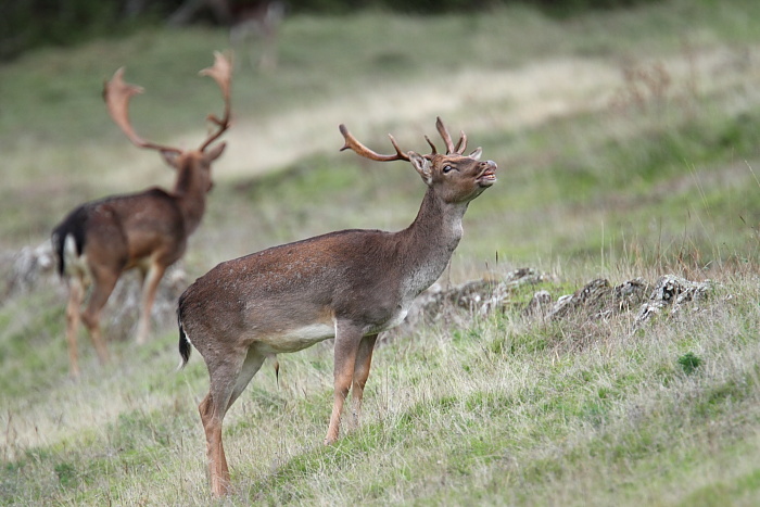Daino: colorazione del mantello e altro...
