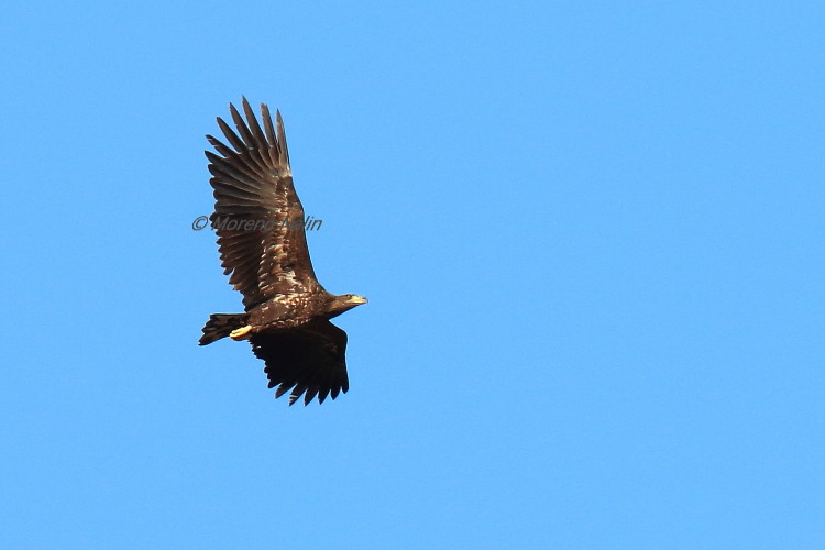 Aquila di mare ( Haliaeetus albicilla )