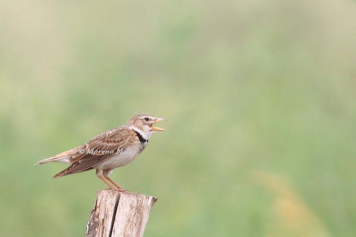 Tuscia viterbese e i suoi uccelli