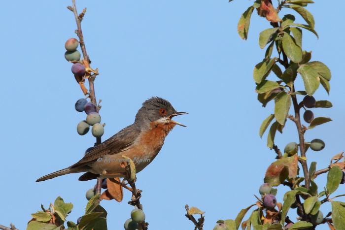 Tuscia viterbese e i suoi uccelli