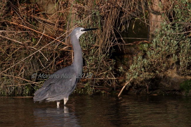 Airone schistaceo / [Garzetta ardesia] (Egretta gularis)