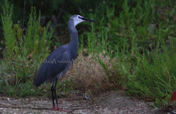 Airone schistaceo / [Garzetta ardesia] (Egretta gularis)