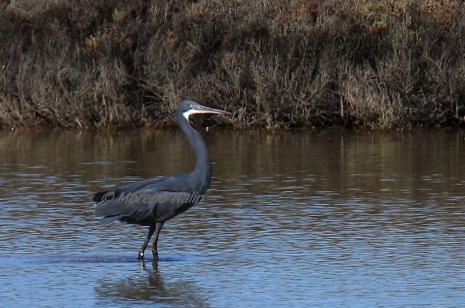 Airone schistaceo / [Garzetta ardesia] (Egretta gularis)