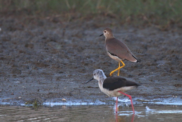 Pavoncella codabianca(Vanellus leucurus)