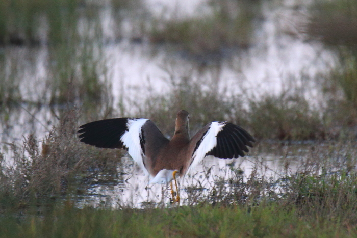 Pavoncella codabianca(Vanellus leucurus)