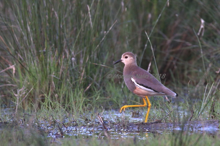 Pavoncella codabianca(Vanellus leucurus)