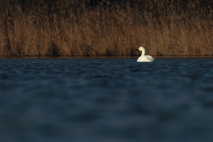 Cigno minore della tundra (Cygnus columbianus bewickii)