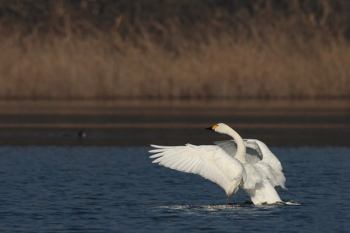 Cigno minore della tundra (Cygnus columbianus bewickii)