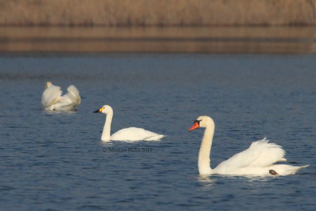 Cigno minore della tundra (Cygnus columbianus bewickii)