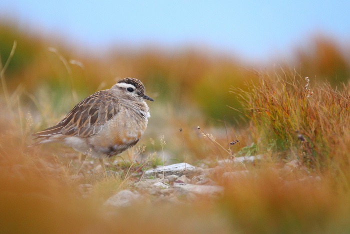 Piviere tortolino(Charadrius morinellus)