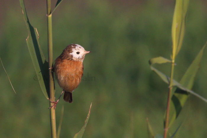 Zigolo muciatto  (Emberiza cia), parzialmente leucocistico