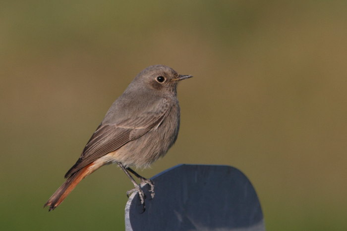 Codirosso spazzacamino ( Phoenicurus ochruros)