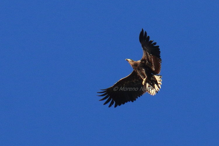 Aquila di mare ( Haliaeetus albicilla )