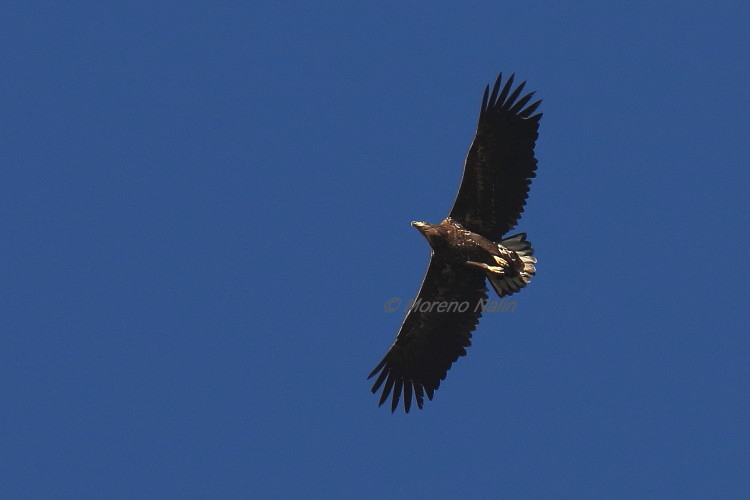 Aquila di mare ( Haliaeetus albicilla )