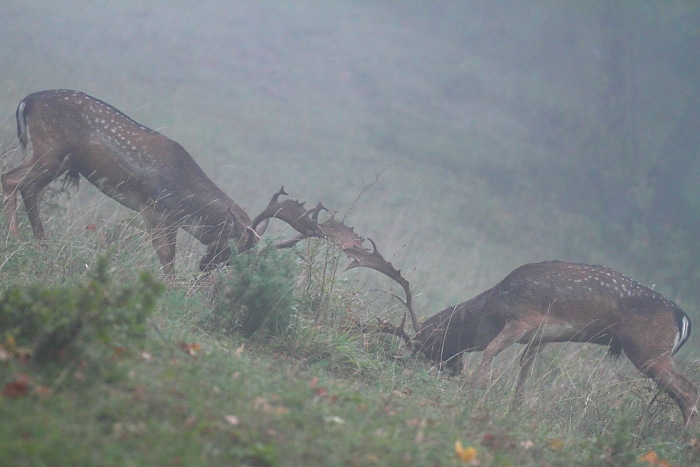 Daino: colorazione del mantello e altro...