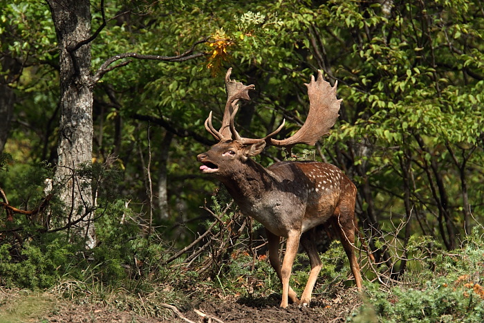 Daino: colorazione del mantello e altro...