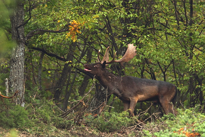 Daino: colorazione del mantello e altro...