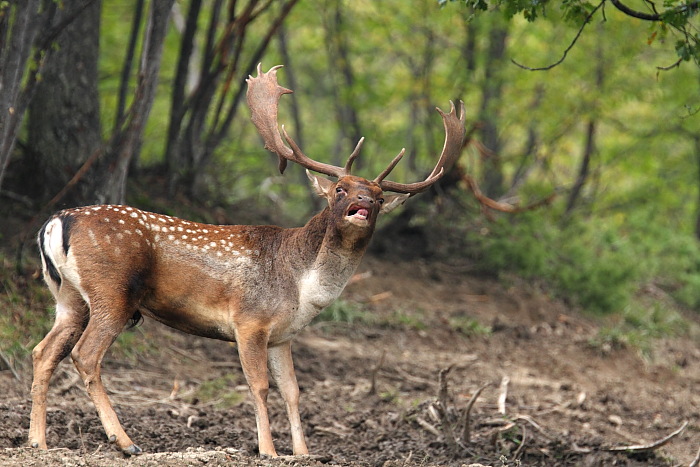 Daino: colorazione del mantello e altro...