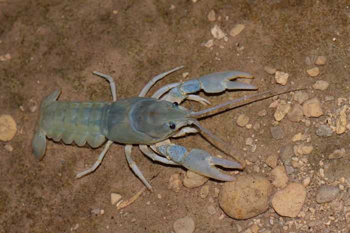gambero di fiume azzurro