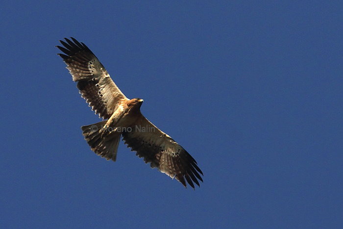 Aquila minore