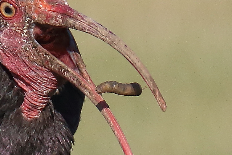 Larva di Tipulidae