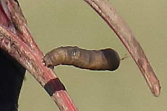 Larva di Tipulidae