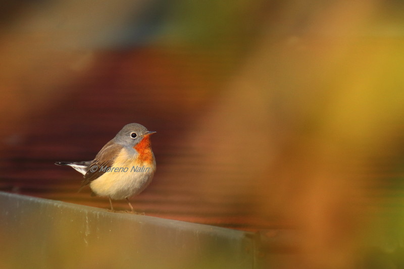 Pigliamosche pettirosso(Ficedula parva)