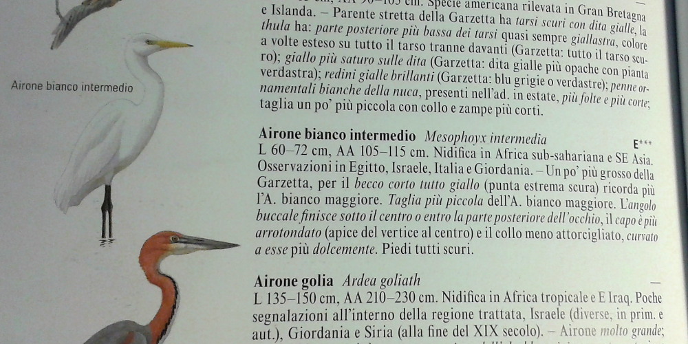 Richiesta informazioni su Airone Bianco intermedio