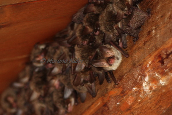 ID pipistrelli