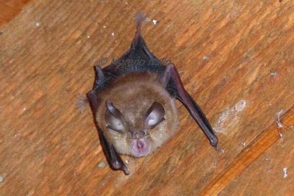 ID pipistrelli