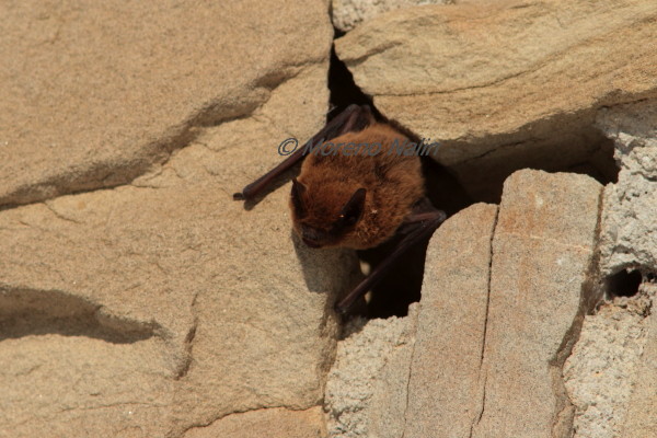 ID pipistrelli