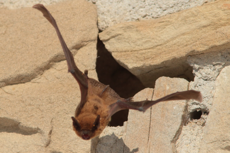 ID pipistrelli