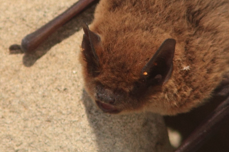 ID pipistrelli