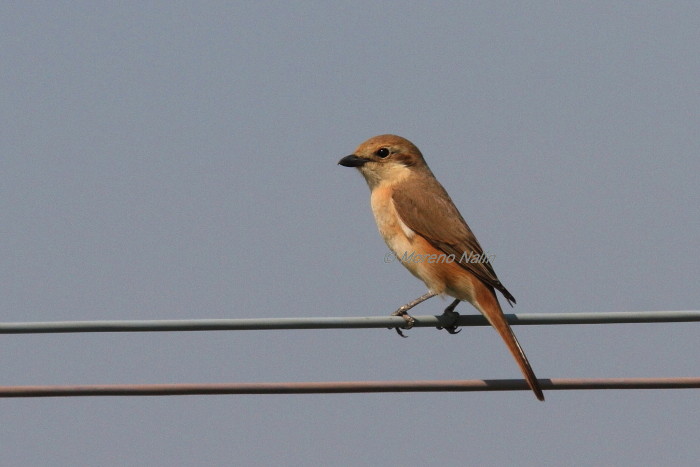 Averla isabellina (Lanius isabellinus)