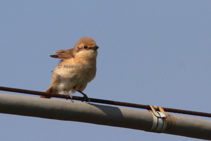 Averla isabellina (Lanius isabellinus)